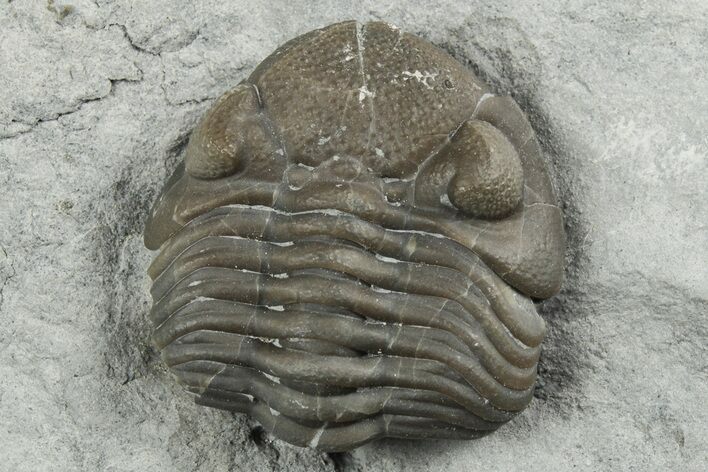 Wide, Partial Eldredgeops Trilobite Fossil - Silica Shale, Ohio #191138